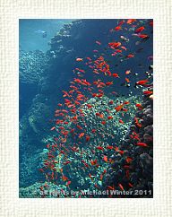 Anthias