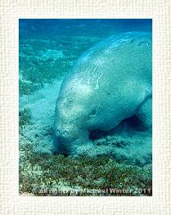 Dugong2